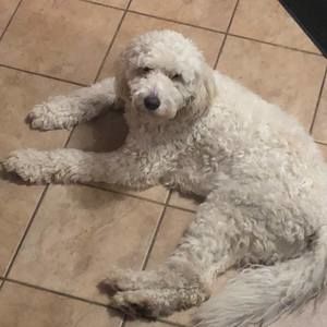 Meet your Posher, Lee